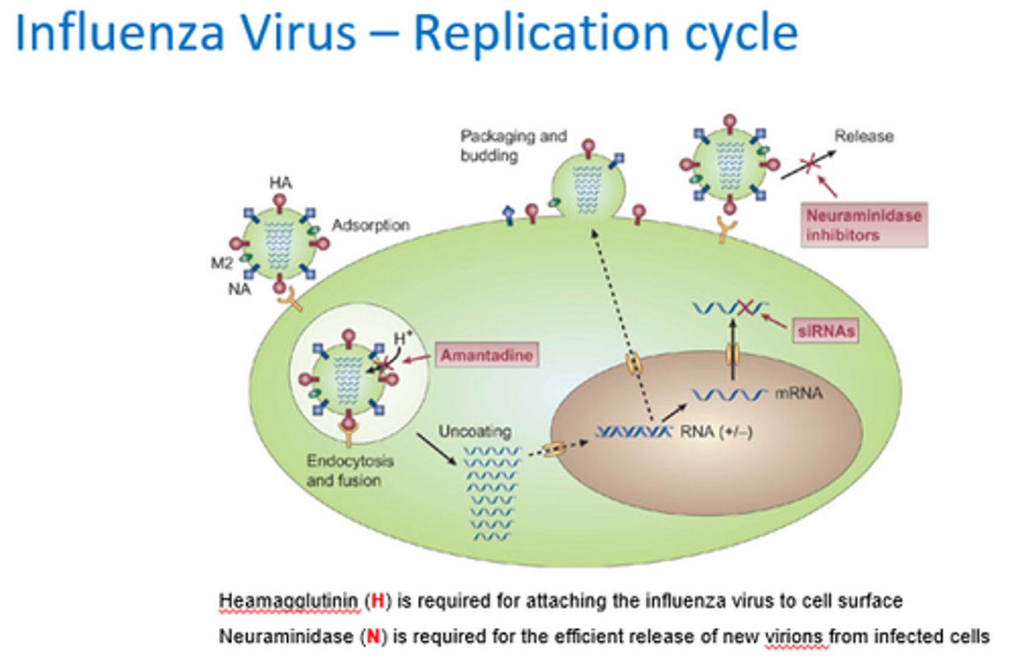 <p>- Uncoating and virus maturation.</p><p>- Allows pH drop (protons migrate in).</p><p>- Allows ssRNA to be released into cytoplasm (passed into nucleus and prcessed).</p>