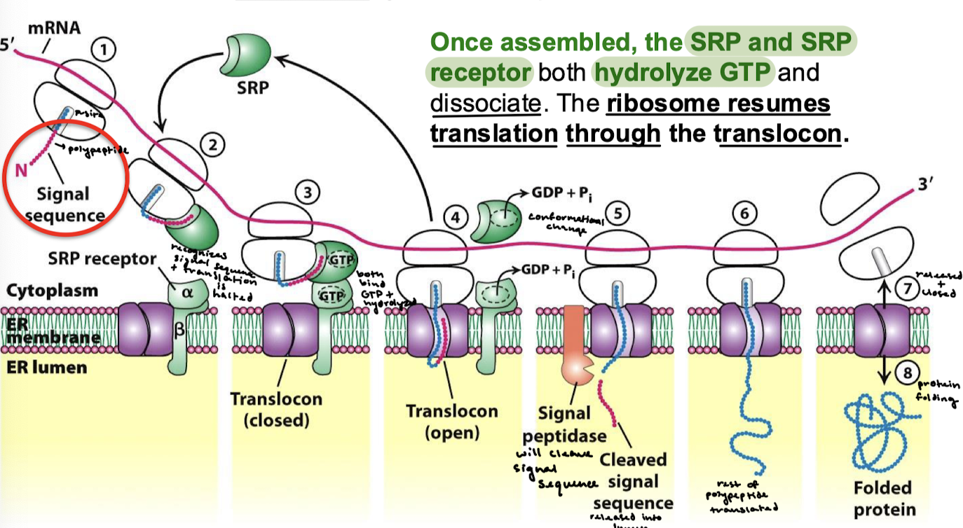 <ol><li><p>The signal sequence: identifies nascent protein as one that must cross the ER membrane.</p></li><li><p>The signal-recognition particle (SRP): Binds signal sequence as it exits the ribosome and directs complex to the ER.</p></li><li><p>The SRP receptor, an integral membrane protein with GTPase activity, binds the SRP-ribosome complex.</p></li><li><p>The translocon, a protein forming a channel for protein translocation, joins the complex.</p></li></ol><p></p>