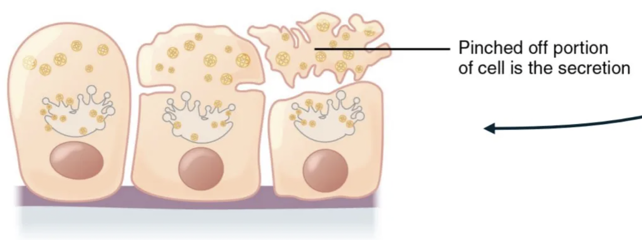 <p>portion of the cell and its secretory contents pinch off from the cell and are released.</p>