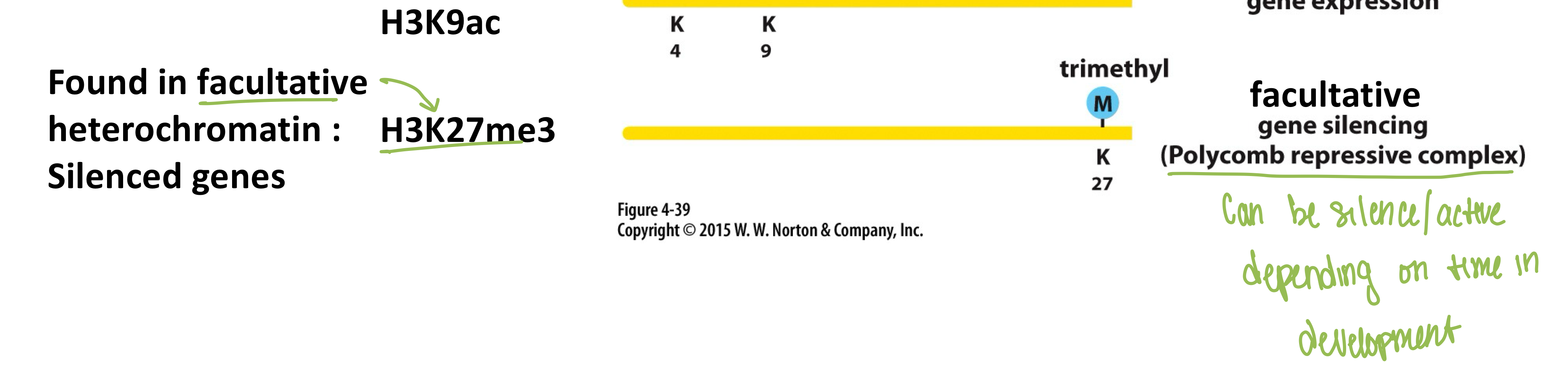 <p><strong>H3K27me3</strong> is associated with facultative heterochromatin (<strong>repressive</strong>)</p>
