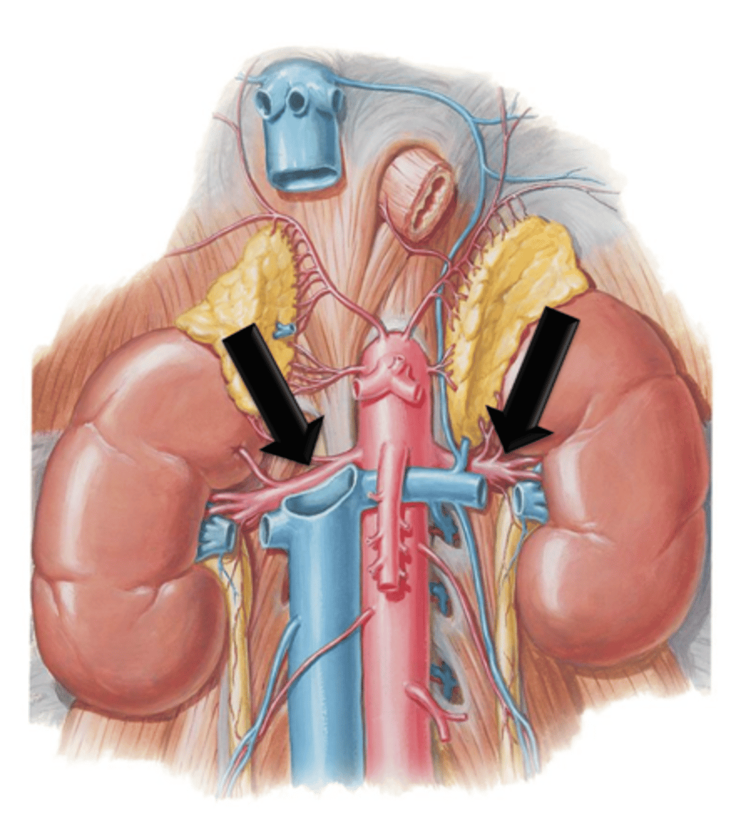 <p>Arteries that branch from the descending abdominal aorta and course laterally where they enter into the kidneys.</p>