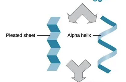 <p>Hydrogen bonding of the peptide backbone;<br>Amino acids fold into repeating pattern</p>