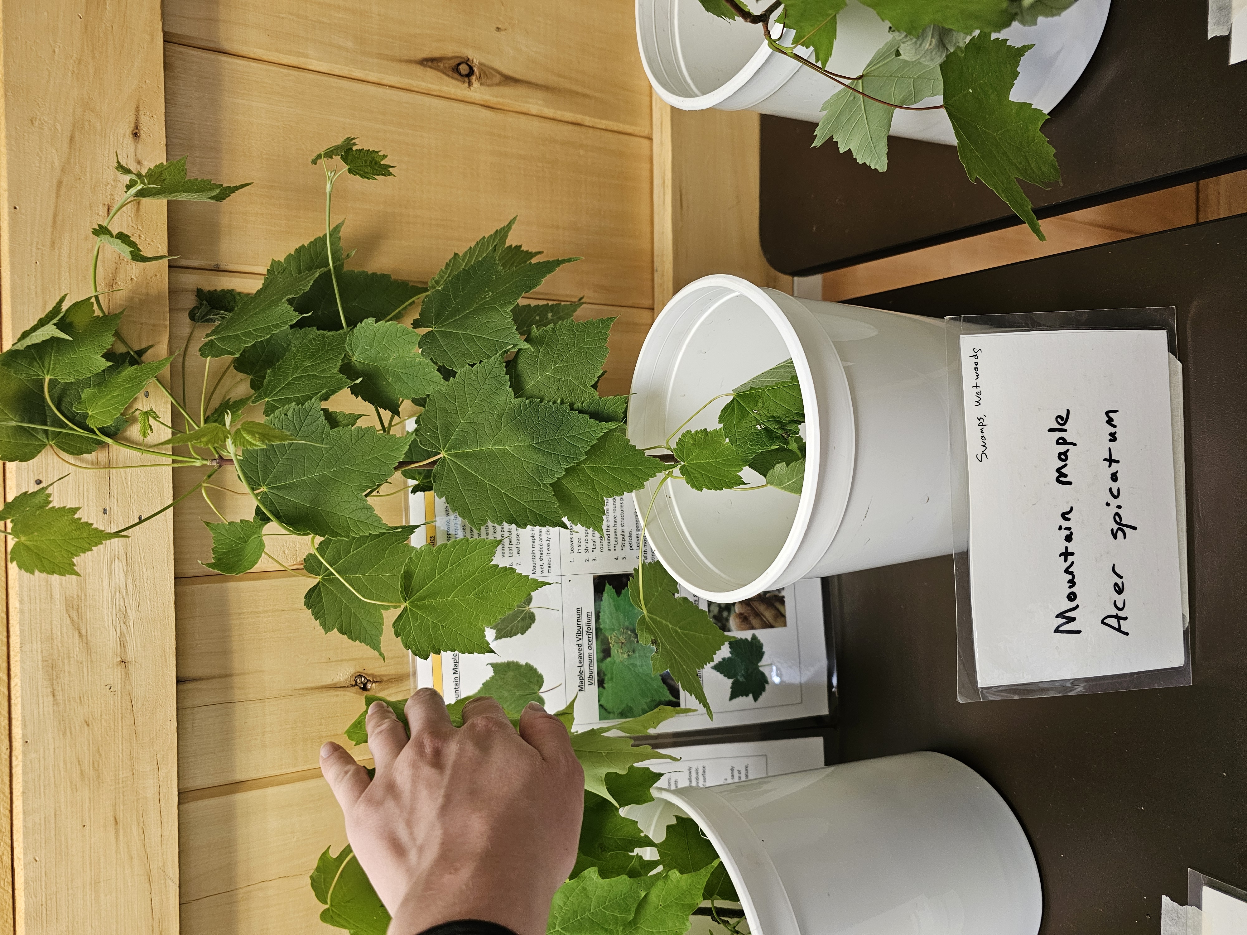 <p><em>Acer spicatum</em></p>