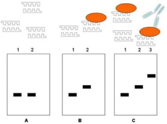 <p>NATIVE gel electrophoresis, not denaturing - double strand</p><p>finds binding affinity - concentration dependent</p>