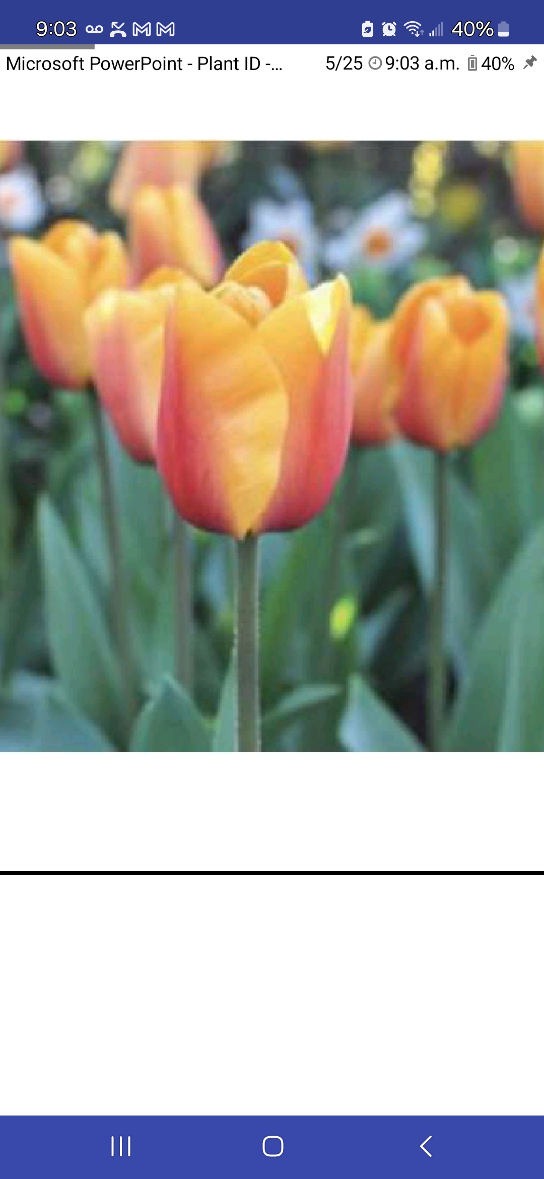 <p>Tulipa spp., Liliaceae</p>