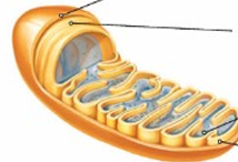 <p>Budowa mitochondriów </p>