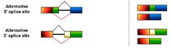 <p>A different 5' splice site is used, changing the length of the downstream exon. A different 3' splice site is used, changing the length of the upstream exon.</p>