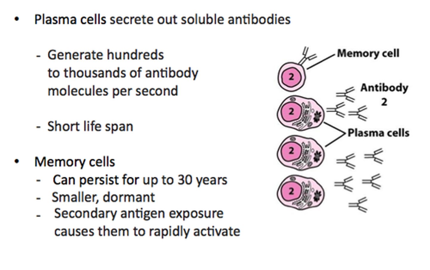 <p>remembers the antigens of its mother B cell to speed up immune process by bypassing antigen presentation and activation to antibody production (and increases antibodies created)</p>