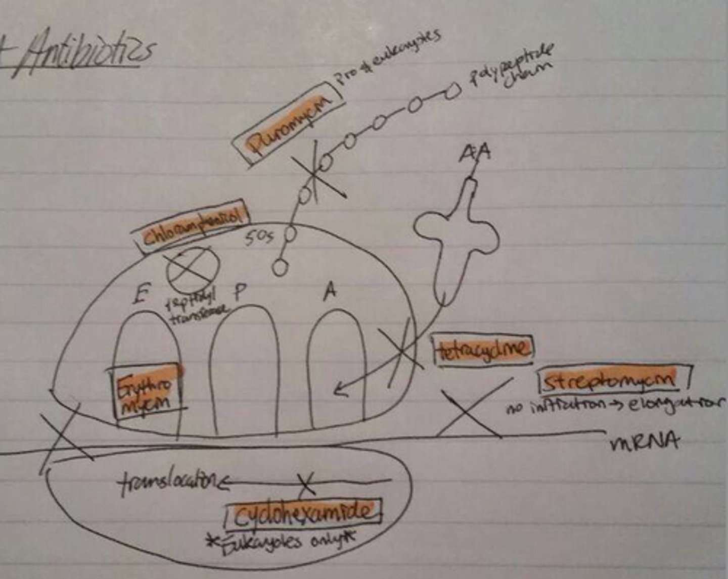 <p>The ability to penetrate tissue and human cell membranes</p>