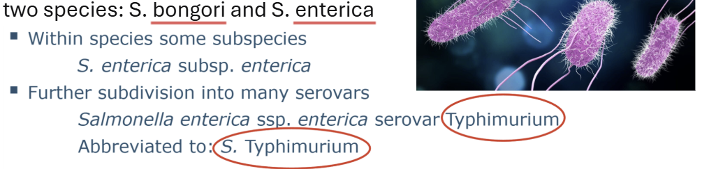 <p><span style="line-height: 19px;">two species: S. bongori and S. enterica </span></p><p></p>