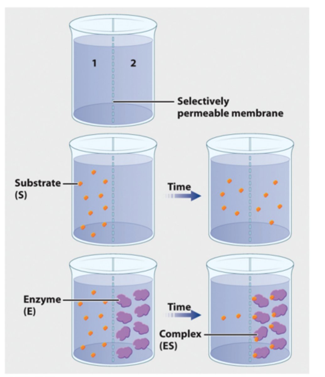 <p>1. In a second experiment, radioactively labeled β-thiogalactoside is added to compartment 1 and enzyme is added to compartment 2. <br>2. Over time, the level of radioactivity is greater in compartment 2 than in compartment 1. <br>3. These results can be explained if the substrate diffuses from compartment 1 to compartment 2, forms a complex with the enzyme, and is not released. <br>4. In other words, the β-thiogalactoside and the enzyme form a complex.</p>