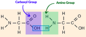 <p>Organic molecule with both an amino group and a carboxyl group</p>