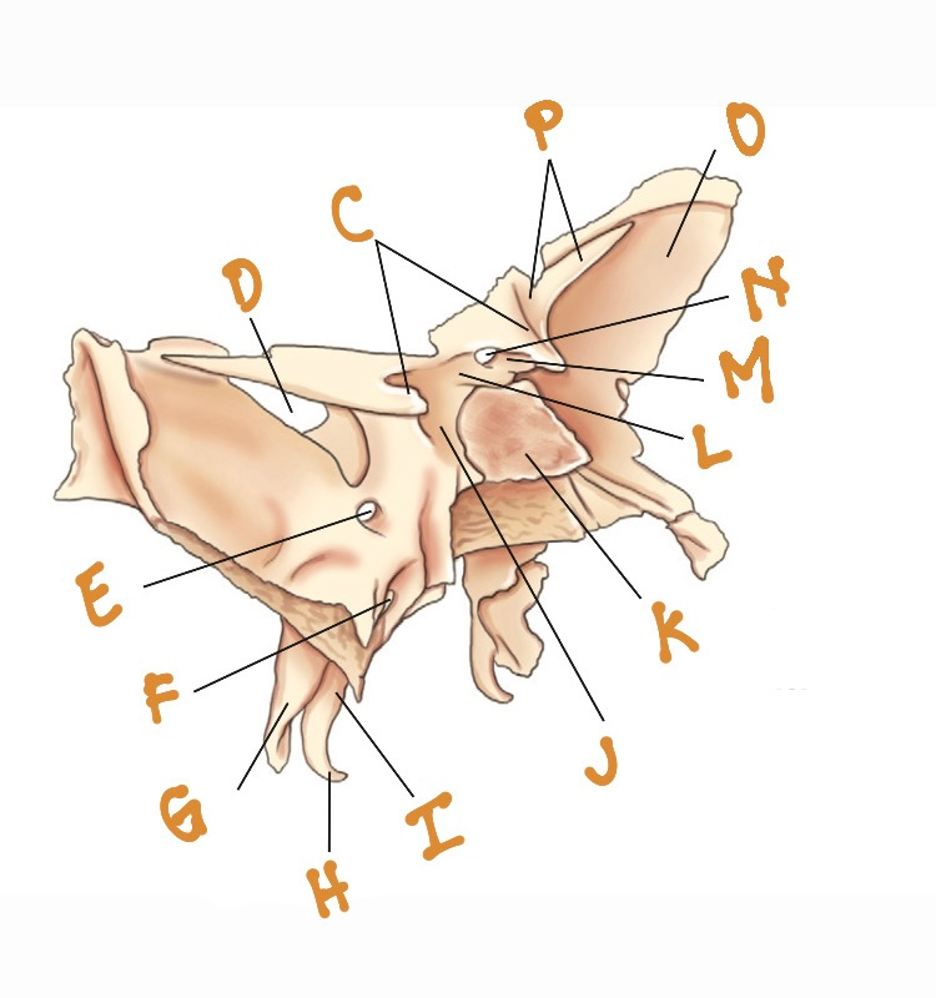 <p>L</p>