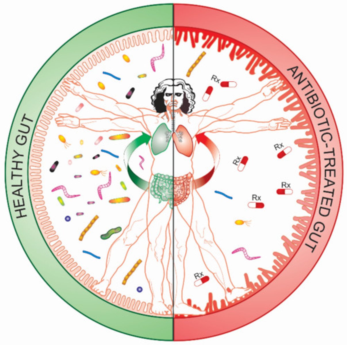 <p>The community of microorganisms living in the intestines.</p>