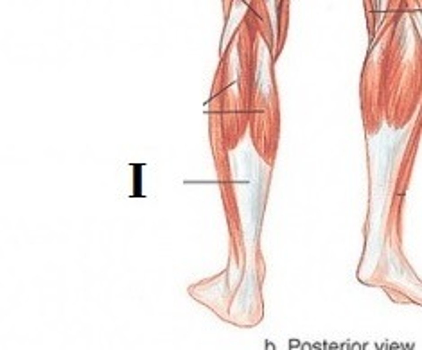 <p>DEFINITION</p><p>is a tendon of the back of the leg, and the thickest in the human body. It serves to attach the plantaris, gastrocnemius (calf) and soleus muscles to the calcaneus (heel) bone.</p>