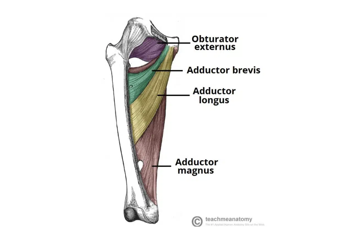 <ul><li><p><span><strong><em>Action</em>:&nbsp; </strong>Adducts the thigh.</span></p></li><li><p><span><strong><em>Origin: </em></strong>Body of pubis</span></p></li><li><p><span><strong><em>Insertion: </em></strong>Linea aspera (middle third)</span></p></li><li><p><span><strong><em>Innervation: &nbsp; </em></strong>Obturator nerve</span></p></li></ul><p></p>