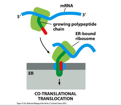 <p>The <strong>endoplasmic reticulum (ER)</strong> makes up <strong>over half</strong> of a eukaryotic cell’s membrane system.</p><ul><li><p><strong>Rough ER</strong> handles <strong>co-translational translocation</strong>, where proteins enter the ER <strong>during synthesis</strong>.</p></li></ul><p></p>