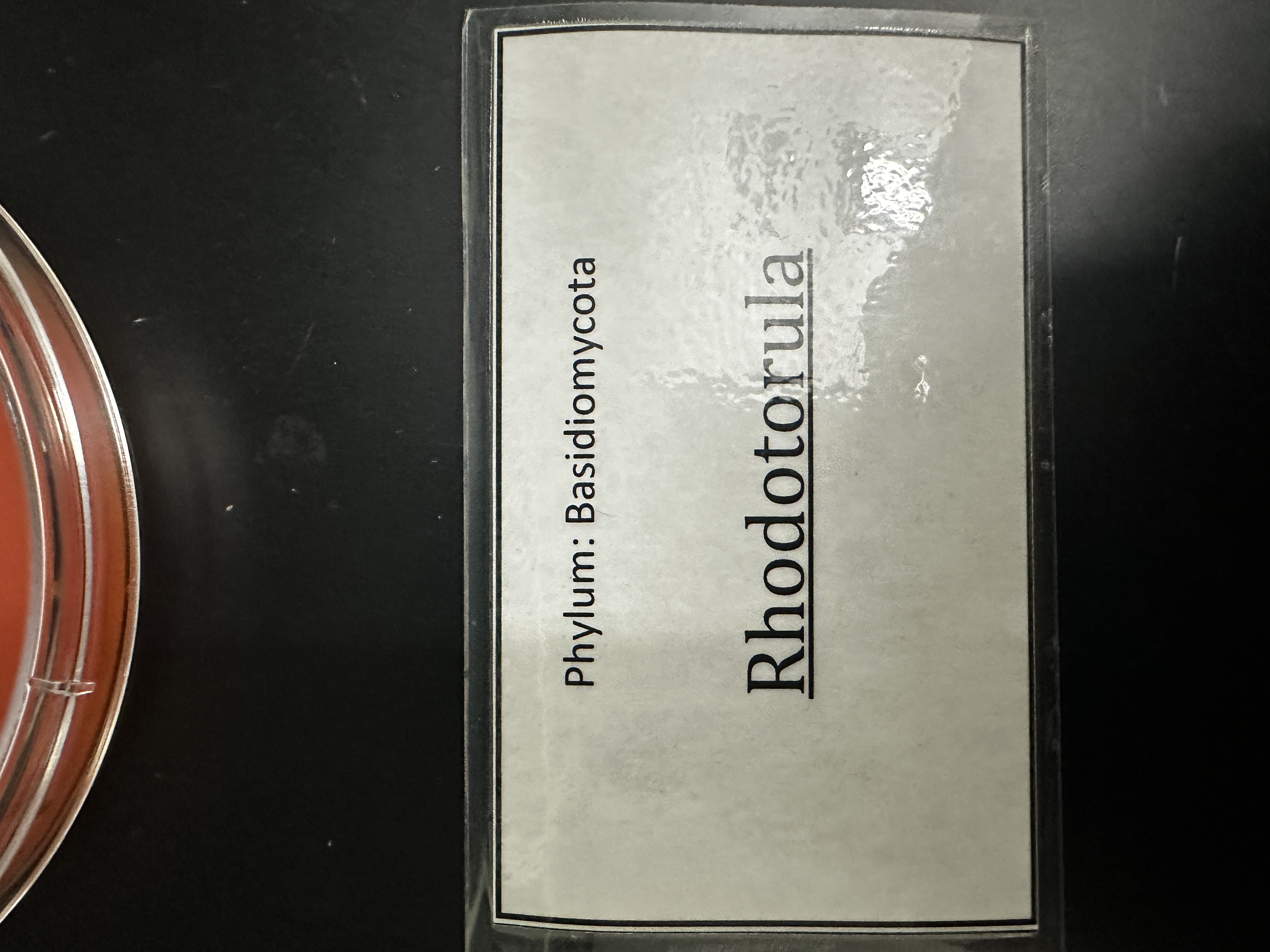 <p>Domain: Eukarya</p><p>Kingdom: Fungi</p><p>Clade: Basidiomycota</p>