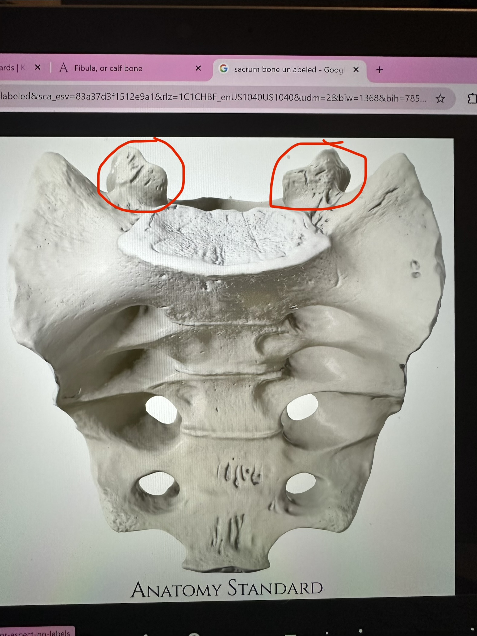 <p>sacrum, lil horns on top</p>