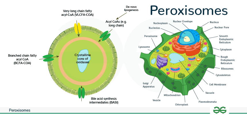 <p>In all eukaryotic cells, surrounded by membrane</p><p>Contains enzymes to to ease function, oxidize unwanted materials (useless/damaged fatty acids and amino acids)</p><p>differ from lysosomes b/c lysosomes DIGEST, peroxisomes OXIDIZE</p><p>they prevent oxygen peroxide (H2O2) byproducts from accumulating in the cell</p>