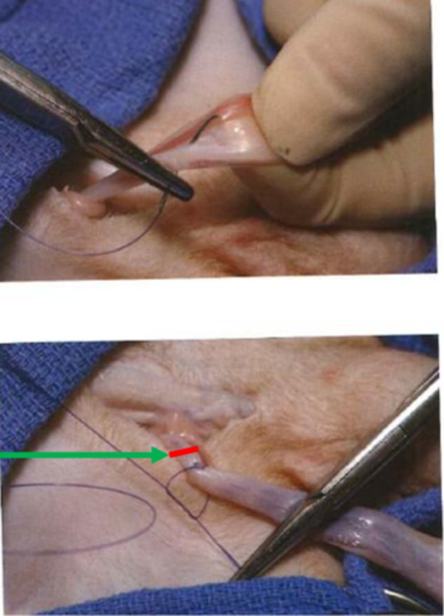<p>in a closed castration, a circumferential (encircling) lig. is placed ____ to the transfixation lig.</p>