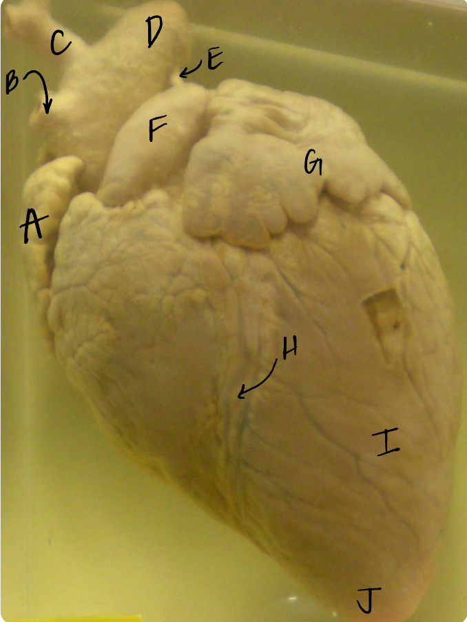 <p>G </p><p>(pig heart)</p>