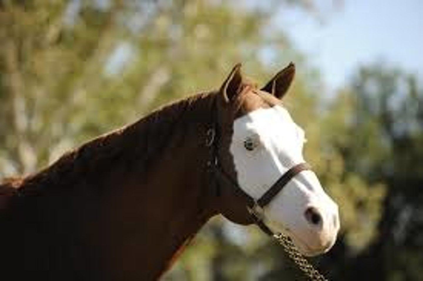 <p>sold white face marking extended past the eyes to the face edge</p>