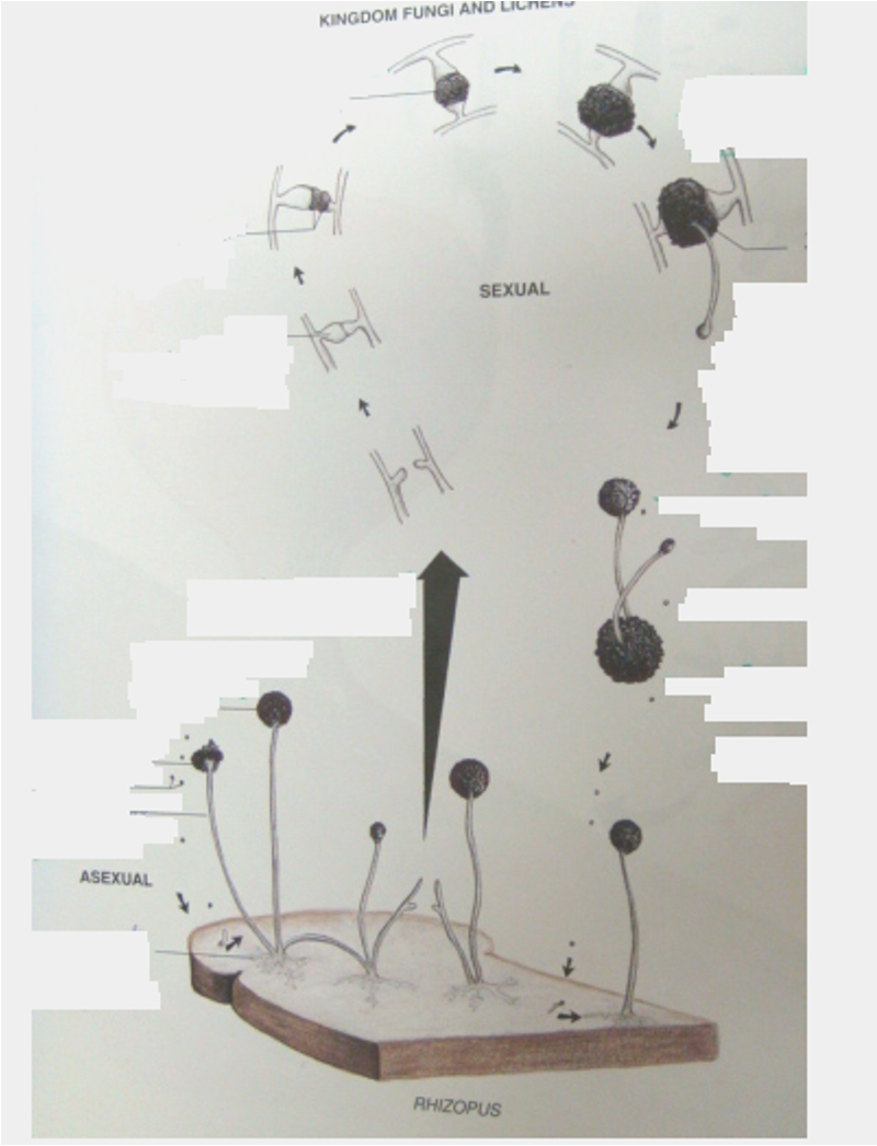 Diagram of the Rhizopus reproductive cycle from page 141.