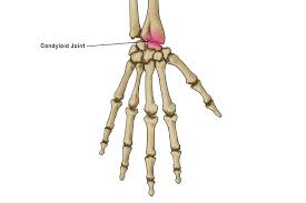 <p>condyloid joint</p>