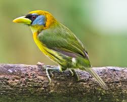 <p>Barbets</p>