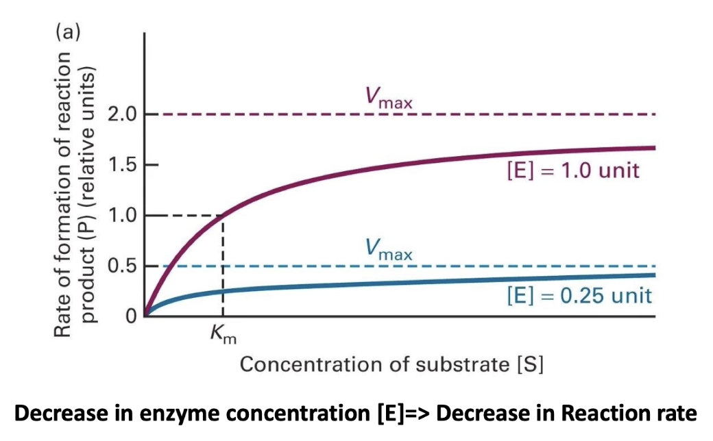 <ul><li><p class=""><strong>Vmax changes with enzyme concentration</strong>:</p><ul><li><p class="">More enzyme = higher Vmax (more active sites)</p></li><li><p class="">Less enzyme = lower Vmax</p></li></ul></li><li><p class=""><strong>Km stays the same</strong>:</p><ul><li><p class="">Km reflects <strong>enzyme-substrate affinity</strong></p></li><li><p class="">Does <strong>not depend</strong> on enzyme concentration</p></li><li><p class="">Same enzyme = same Km</p></li></ul></li></ul><p></p>