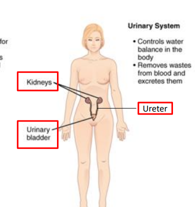 <p>connect kidney to urinary bladder</p>