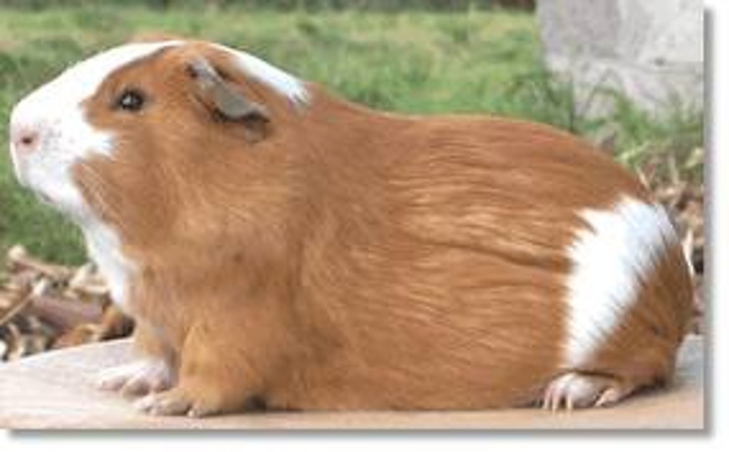 <p>guinea pig</p>