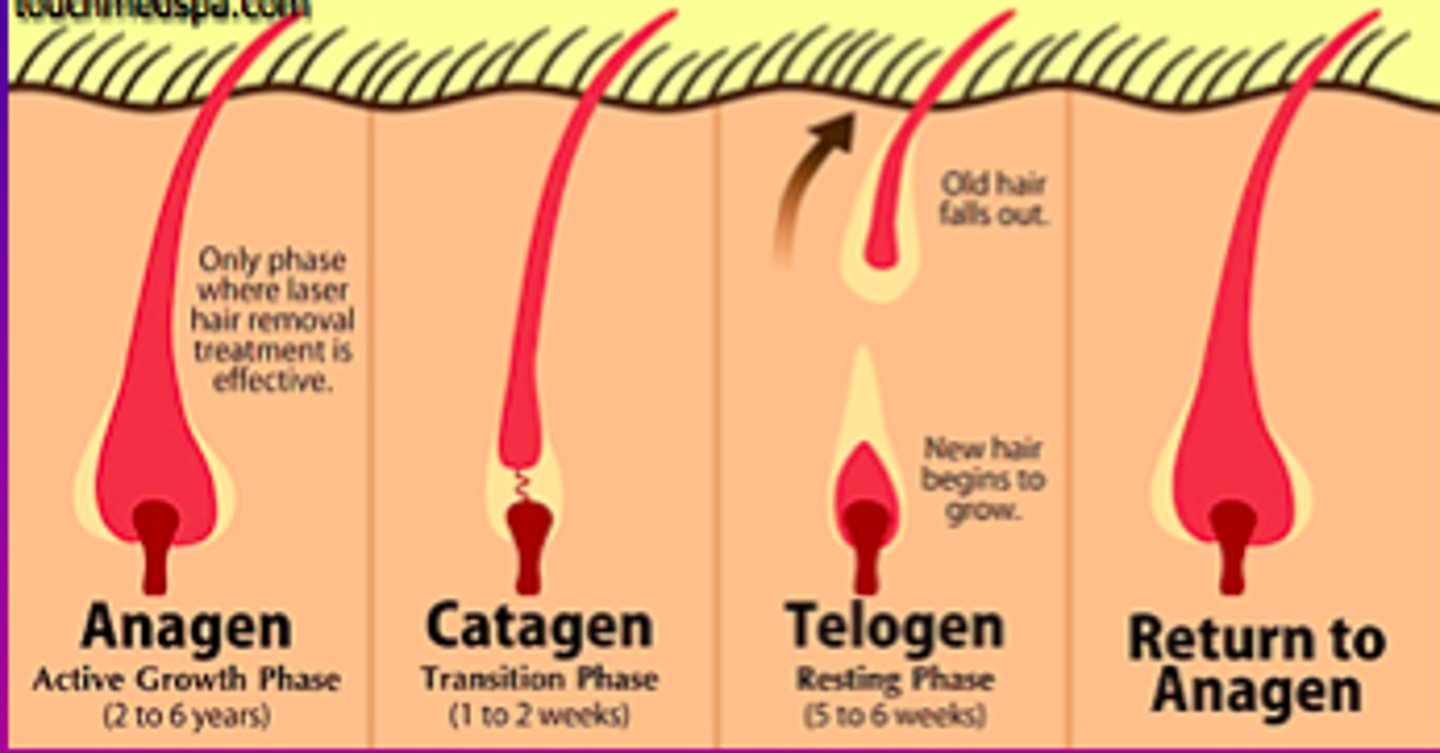 <p>1. Anagen: active phase, new hair growth production</p><p>2. catagen: transition phase, marks the END of the active phase</p><p>4. Telogen Phase: resting period for the follicle</p>