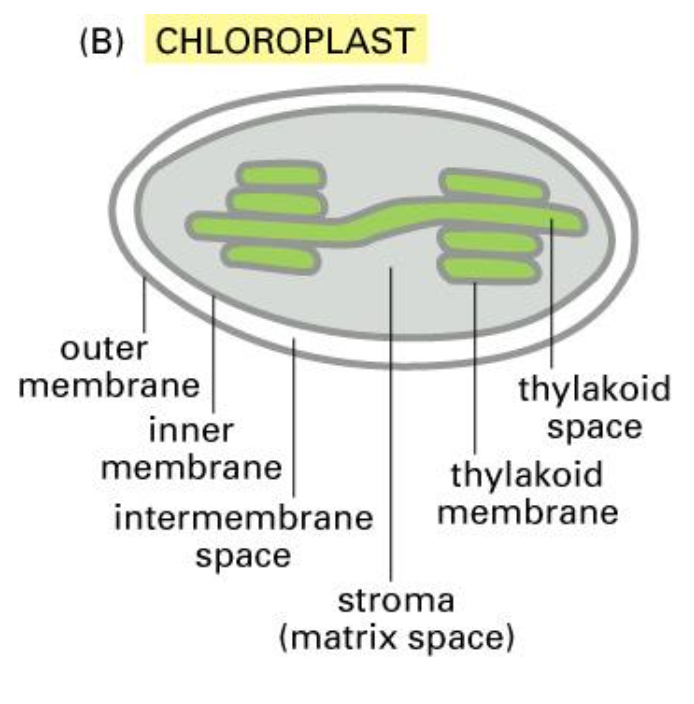 <ul><li><p>We need to understand that the chloroplast has same structure (exception of thylakoids).</p></li><li><p>The lumen is called the stroma.</p></li><li><p>Note that an extra signal sequence is required to transport a protein to the chloroplast and it also requires a different targeting mechanism.</p></li></ul><p></p>