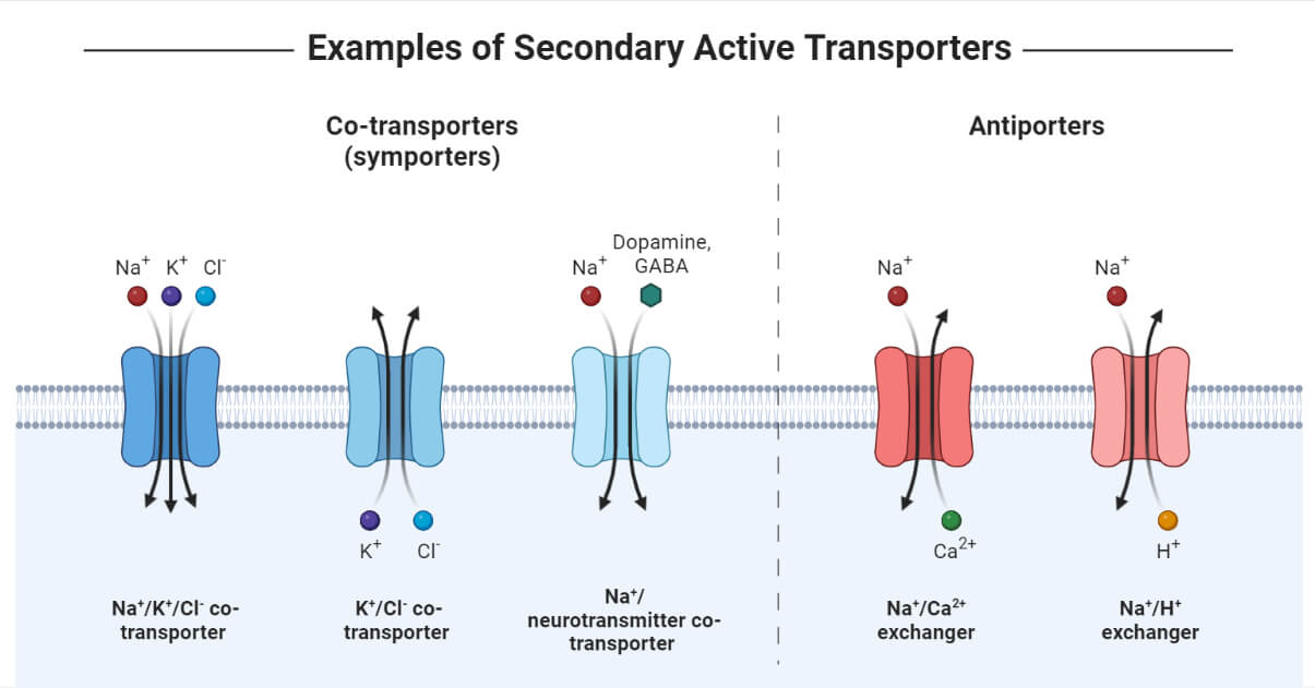 <ul><li><p><span style="background-color: transparent;"><span>Two substances move (one uphill, one down)&nbsp;</span></span></p><ul><li><p><span style="background-color: transparent;"><strong><span>Symporter </span></strong><span>(same direction across cell membrane)&nbsp;</span></span></p></li><li><p><span style="background-color: transparent;"><strong><span>Antiporter </span></strong><span>(opposite directions)&nbsp;</span></span></p></li></ul></li></ul><p></p>