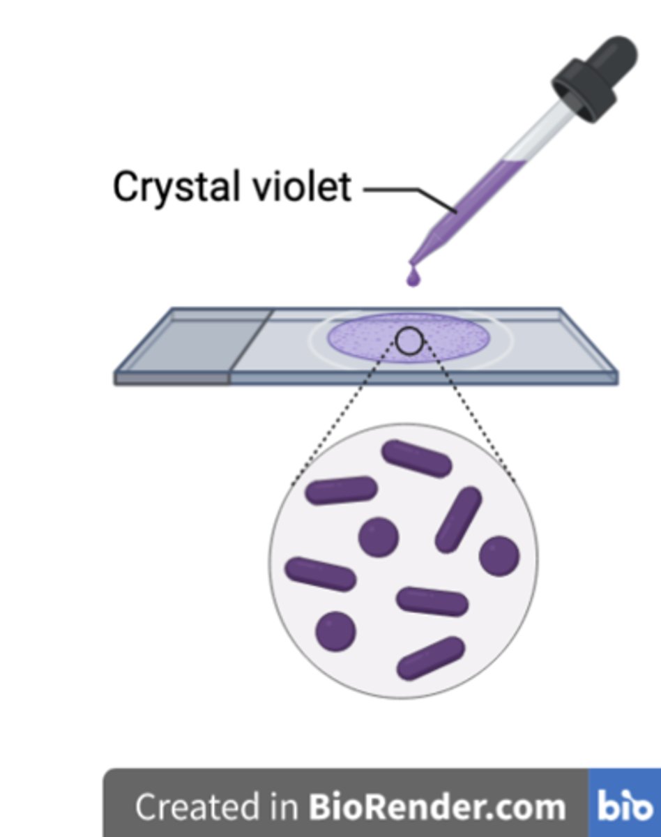 <p><strong>b)</strong> Crystal violet</p>
