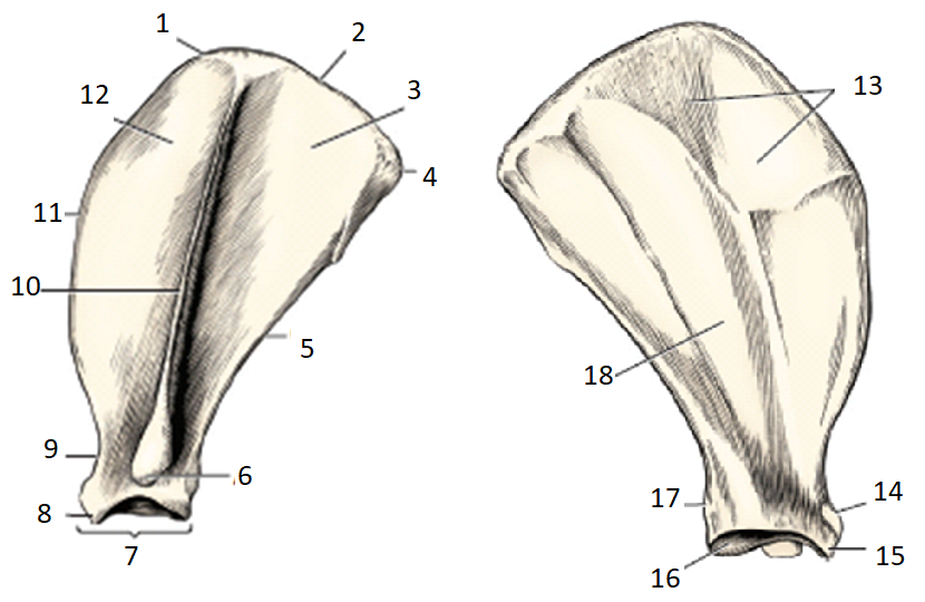 <p>What portion of the scapula is #5 pointing to?</p>