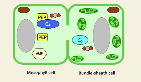 <ul><li><p>CO2 fixation by PEP carboxylase occurs in the mesophyll resulting in C4 acids translocated into bundle-sheath and decarboxylated </p></li><li><p>C02 enters Calvin cycle via Rubisco as usual </p></li><li><p>C3 fragment is returned to the mesophyll and metabolised back to PEP </p></li></ul><p></p>