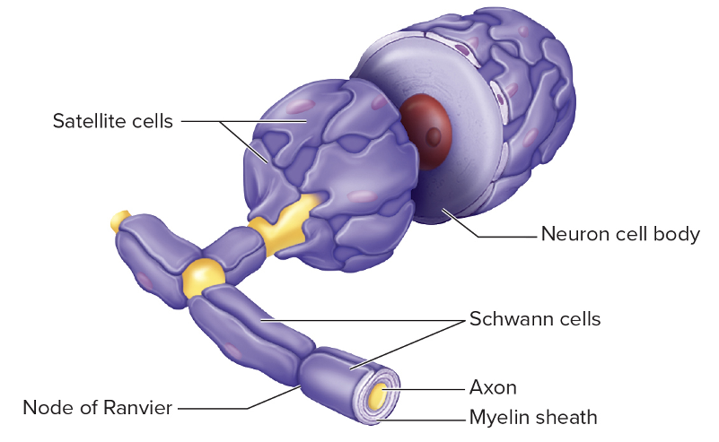 <ul><li><p>Schwann cells</p></li><li><p>Satellite cells</p></li></ul><p></p>