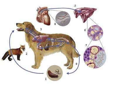<p><strong>Angiostrongylidae, nematode.</strong></p><p>Indirect LC.</p><p><strong>Host</strong>: dogs/fox</p><p><strong>Location</strong>: pulmonary arteries and right side of heart.</p><p>IH: snails/slugs</p><p><strong>Process</strong>: </p><ol><li><p>adults in pulmonary arteries and heart → eggs excreted → IH ingest L1 → inside, they develop into L3 (infective)</p></li><li><p>FH eats IH → intestinal wall → lymph nodes → liver → heart → pulmonary arteries and mature. </p></li></ol><p></p>