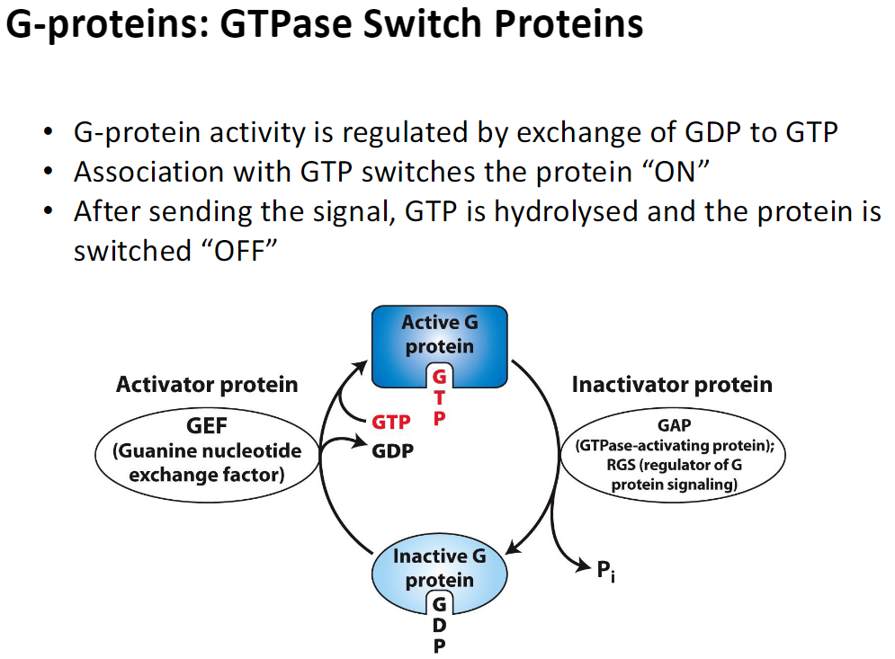 <p><strong>Overview</strong><br> G-protein activity is controlled by the <strong>exchange of GDP for GTP</strong></p><p><strong>Activation</strong><br> Binding of <strong>GTP</strong> switches the G-protein <strong>ON</strong><br> Activator proteins called <strong>GEFs (Guanine nucleotide exchange factors)</strong> promote this GDP → GTP exchange<br> Active G-proteins transmit signals to downstream effectors</p><p><strong>Inactivation</strong><br> After signaling, <strong>GTP is hydrolyzed</strong> to GDP → switches the G-protein <strong>OFF</strong><br> Inactivator proteins such as <strong>GAPs (GTPase-activating proteins)</strong> or <strong>RGS (regulators of G-protein signaling)</strong> accelerate this hydrolysis</p><p><strong>Outcome</strong><br> G-proteins act as <strong>molecular switches</strong>, cycling between active (GTP-bound) and inactive (GDP-bound) states to regulate signal transduction</p>