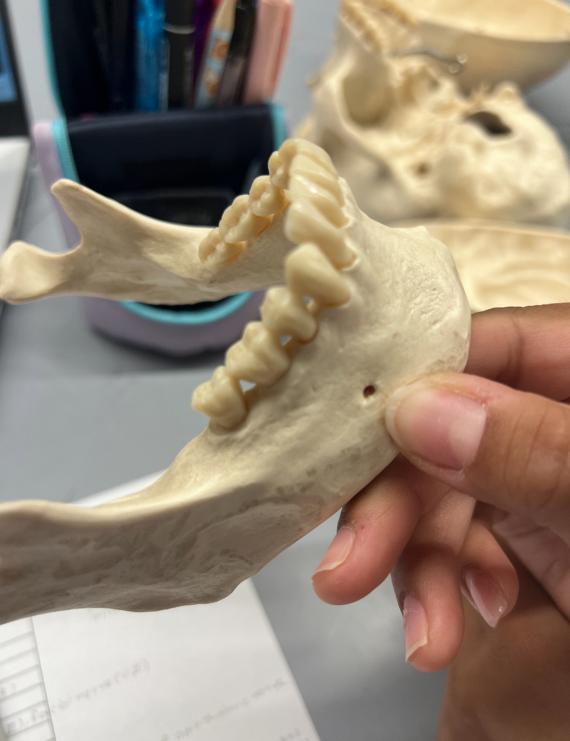<p>What foramina is labeled by my finger? What bones are the located? Also, which if any cranial nerves pass through there?</p>