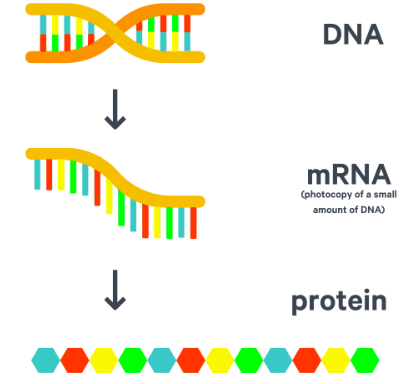 <p>-A copy of one gene from DNA </p><p>-Created in the <mark data-color="#ff0000" style="background-color: #ff0000; color: inherit">nucleus</mark> and it then leaves via the nuclear pore to carry the copy of the genetic code of one gene to a <mark data-color="#ff0000" style="background-color: #ff0000; color: inherit">ribosome</mark> in the cytoplasm </p><p>-mRNA is shorter than DNA </p><p>-mRNA is short-lived </p><p>-mRNA is single-stranded &amp; every 3 bases in the sequence code for one specific amino acid these 3 bases are therefore <mark data-color="#ff0000" style="background-color: #ff0000; color: inherit">codons </mark></p><p></p>