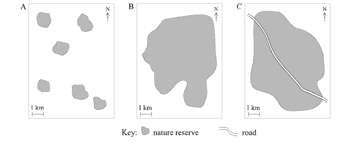 <p><span style="background-color: transparent;"><strong><span>Which justification is appropriate for designing one of the three reserves shown in the diagram above?</span></strong></span></p><p><span style="background-color: transparent;"><span>A.</span><strong><span> &nbsp; &nbsp; </span></strong><span>Reserve A will allow for the greatest number of species to be preserved.</span></span></p><p><span style="background-color: transparent;"><span>B.</span><strong><span> &nbsp; &nbsp; </span></strong><span>Reserve A will maximize the ability for organisms to travel.</span></span></p><p><span style="background-color: transparent;"><span>C.</span><strong><span> &nbsp; &nbsp; </span></strong><span>Reserve B has the smallest edge effect and will have the least disturbance.</span></span></p><p><span style="background-color: transparent;"><span>D.</span><strong><span> &nbsp; &nbsp; </span></strong><span>Reserve C has the largest area that will promote greater biodiversity.</span></span></p><p><span style="background-color: transparent;"><span>E.</span><strong><span> &nbsp; &nbsp; </span></strong><span>Reserve C has a road to improve migration corridors for organisms.</span></span></p><p></p>