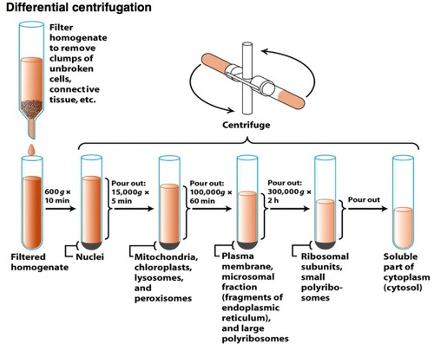 <p>In vitro studies often require isolation of specific organelles</p>