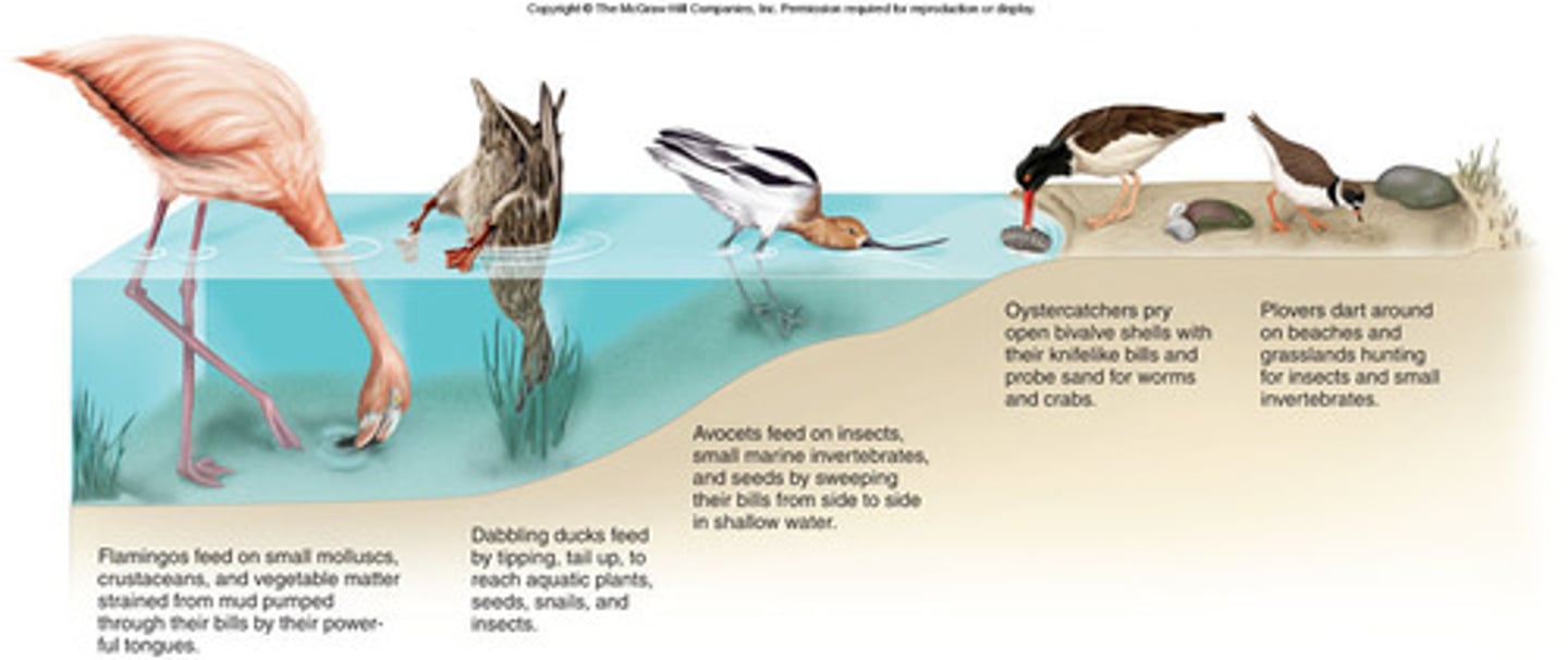 <p>An organism's particular role in an ecosystem, or how it makes its living.</p><p>(Ex. Preferred habitat, position in the food web, mating, and eating behaviors).</p>