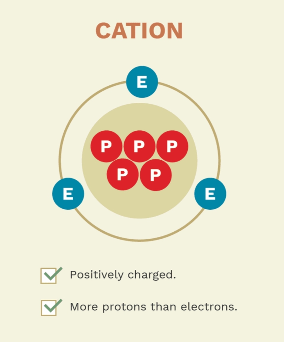 <p>Formed when an atom loses electrons</p>
