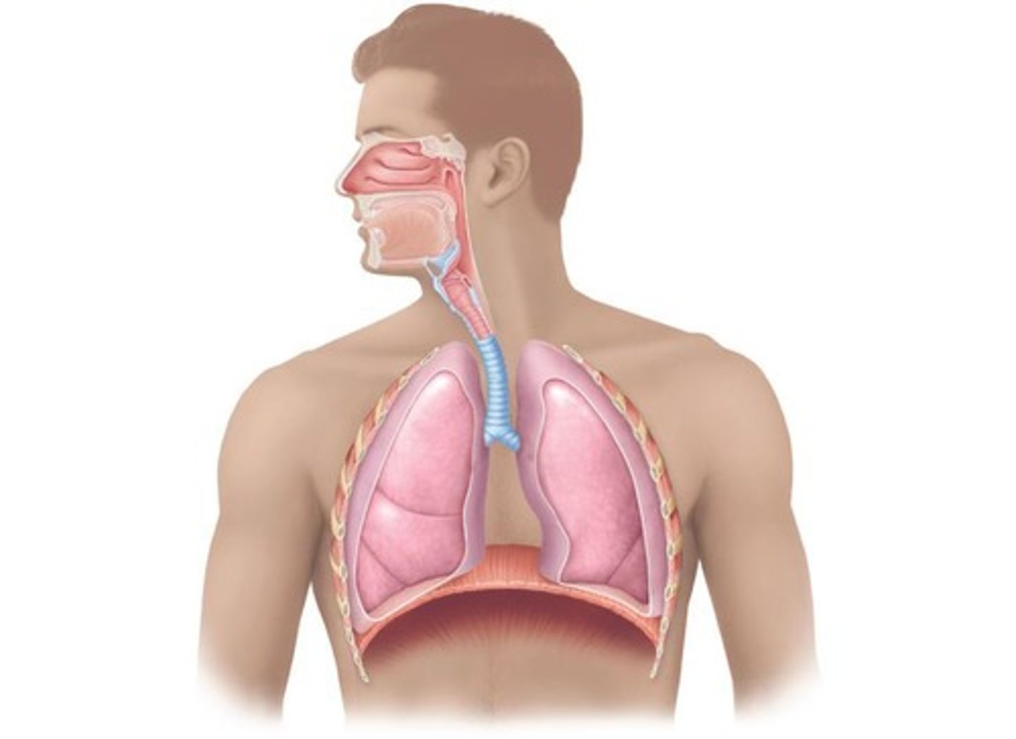 <p>Muscle aiding in inhalation and exhalation.</p>