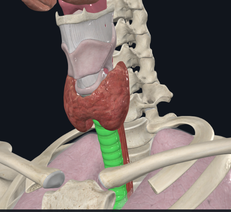 <p>What is highlighted in green</p>